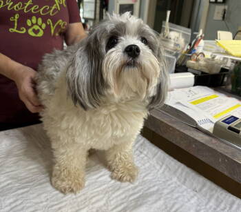 Rescue Maltese and Poodle Dogs for Adoption in Benton, Louisiana - Sitka (NOT YET AVAILABLE) | PetCurious