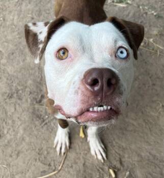 Rescue Pit Bull Terrier and American Bulldog Dogs for Adoption in Oklahoma City, Oklahoma - Orion FosterHome A460112 | PetCurious