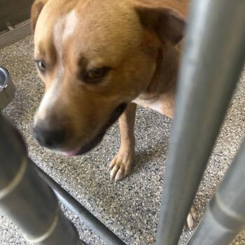 Stray- Flatwood Rd 1 -  Mixed Breed Dog for Adoption in Roxboro, North Carolina - Stray- Flatwood Rd 1 | PetCurious