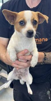 Felicia -  Chihuahua and Papillon Dog for Adoption in Fresno, California - Felicia | PetCurious