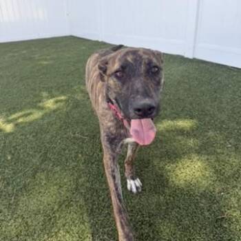 Mia -  Shepherd Dog for Adoption in New Bedford, Massachusetts - Mia | PetCurious