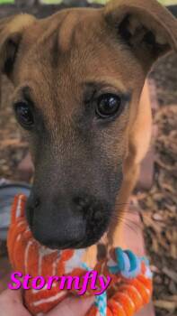Rescue Black Mouth Cur Dogs for Adoption in Wayne, New Jersey - Stormfly | PetCurious