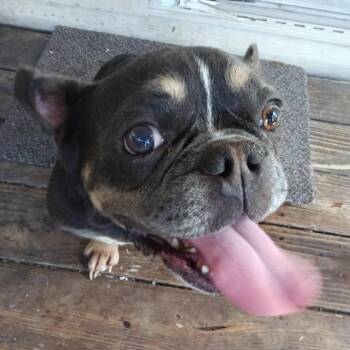 Meatball -  French Bulldog Dog for Adoption in Eureka Springs, Arkansas - Meatball | PetCurious
