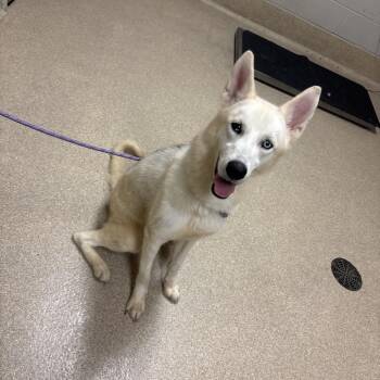 Bolt -  Husky Dog for Adoption in Bristol, Indiana - Bolt | PetCurious