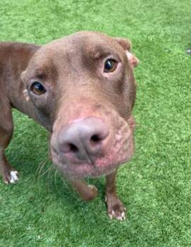 Rescue Pit Bull Terrier Dogs for Adoption in Eagle, Idaho - Emma **Courtesy Post. Out Of Town Pet. See Below For Details** | PetCurious