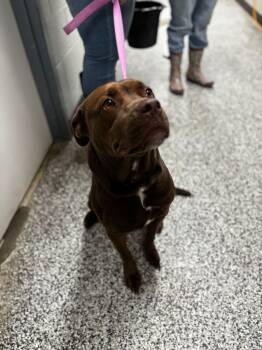 Rescue Pit Bull Terrier Dogs for Adoption in Hopkinsville, Kentucky - Ashy/Ashley | PetCurious