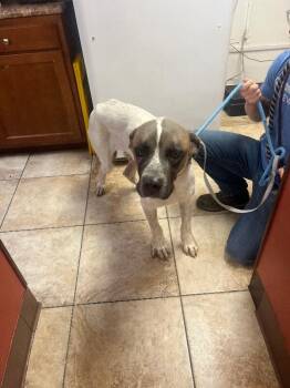 Tom -  Mixed Breed Dog for Adoption in Cincinnati, Ohio - Tom | PetCurious