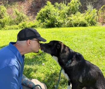 Spike Available 8/20 -  Retriever Dog for Adoption in Elmsford, New York - Spike Available 8/20 | PetCurious