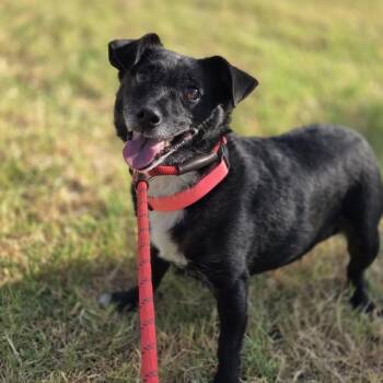 Monica -  Rat Terrier Dog for Adoption in Mansfield, Texas - Monica | PetCurious