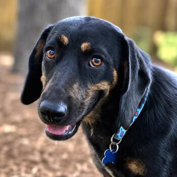 Harwood -  Basset Hound and Labrador Retriever Dog for Adoption in Boerne, Texas - Harwood | PetCurious