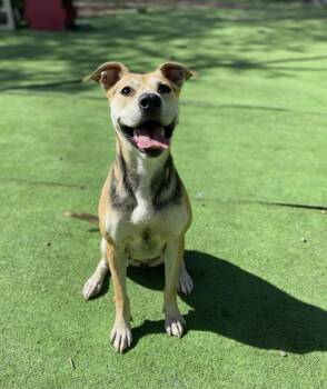 Carolina Dog Dogs Available for Adoption in Houston, Texas - Lori | PetCurious