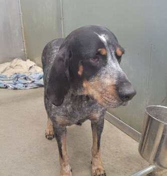 Rescue Coonhound Dogs for Adoption in La Porte, Indiana - Emmy | PetCurious
