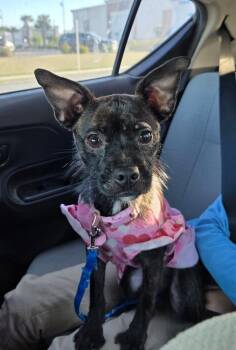 Chihuahua Dogs Available for Adoption in Bonifay, Florida - Lacey | PetCurious