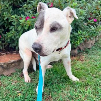 Bucky -  Terrier Dog for Adoption in Hackett, Arkansas - Bucky | PetCurious