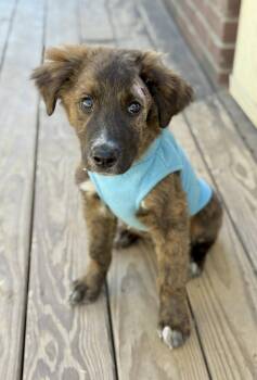 Great Pyrenees Dogs Available for Adoption in Kiowa, Oklahoma - Canaan  | PetCurious