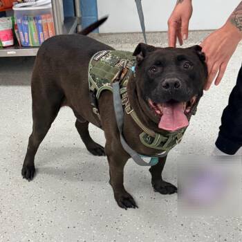 Remy -  Black Labrador Retriever Dog for Adoption in Indianapolis, Indiana - Remy | PetCurious