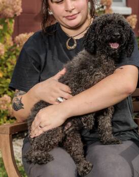 Rescue Miniature Poodle Dogs for Adoption in Chester Springs, Pennsylvania - Patsy | PetCurious