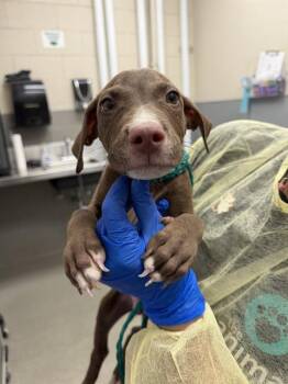 CHEWBARKA -  Pit Bull Terrier Dog for Adoption in Las Vegas, Nevada - CHEWBARKA | PetCurious