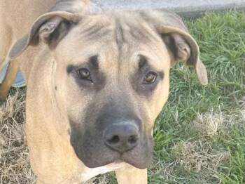 Mixed Breed Dogs Available for Adoption - Alfred | PetCurious