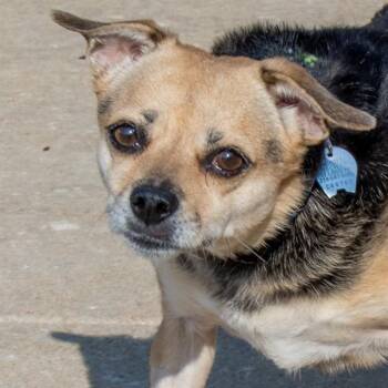 RAIN -  Beagle and Chihuahua Dog for Adoption in St. Louis, Missouri - RAIN | PetCurious