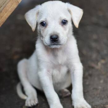 Rescue Mixed Breed Dogs for Adoption in Conroe, Texas - Sissy (S Puppies) | PetCurious