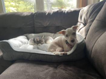 Rescue Chihuahua and Dachshund Dogs for Adoption in Ontario, New York - Lucky | PetCurious