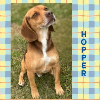 Rescue Beagle Dogs for Adoption in Mokena, Illinois - Hopper | PetCurious