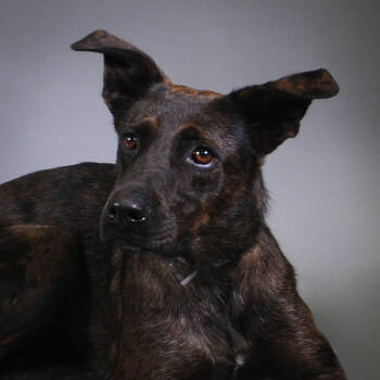 Rescue German Shepherd Dog and Belgian Shepherd Malinois Dogs for Adoption in Houston, Texas - Daisy | PetCurious