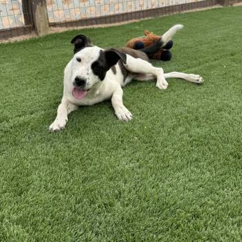 Black Labrador Retriever Dogs Available for Adoption in Phoenix, Arizona - Patches | PetCurious