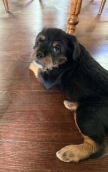 Mixed Breed Dogs Available for Adoption - Zoomies | PetCurious