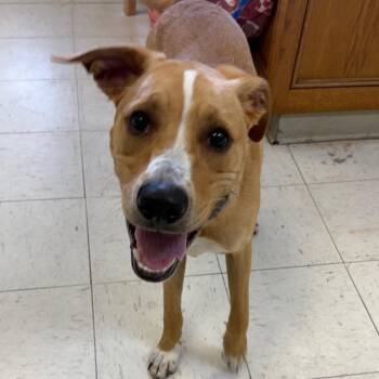 Shepherd Dogs Available for Adoption in Jacksonville, Arkansas - Dexter | PetCurious
