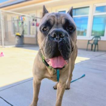 Buckeye -  Mastiff Dog for Adoption in Glendale, Arizona - Buckeye | PetCurious