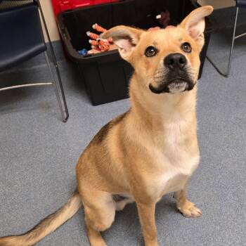 Velcro -  Shepherd Dog for Adoption in Suffolk, Virginia - Velcro | PetCurious