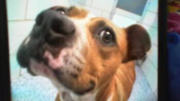 A1269834 -  Pit Bull Terrier Dog for Adoption in Charlotte, North Carolina - A1269834 | PetCurious