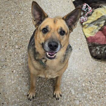 Prince Tommy -  German Shepherd Dog and Mixed Breed Dog for Adoption in Milan, Illinois - Prince Tommy | PetCurious