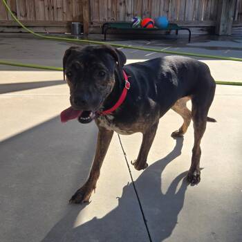 Loretta Jo -  Mixed Breed Dog for Adoption in Freeport, Florida - Loretta Jo | PetCurious