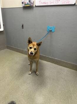 Husky Dogs Available for Adoption in Las Vegas, Nevada - JASMIN | PetCurious