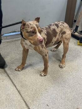 Staffordshire Bull Terrier and Mixed Breed Dogs Available for Adoption in Tallahassee, Florida - FRECKLES | PetCurious