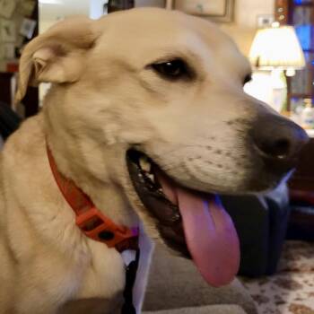 Yellow Labrador Retriever and Mixed Breed Dogs Available for Adoption - Roy | PetCurious