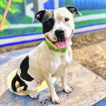 Rescue Pit Bull Terrier Dogs for Adoption in Oakland, California - Xochi | PetCurious