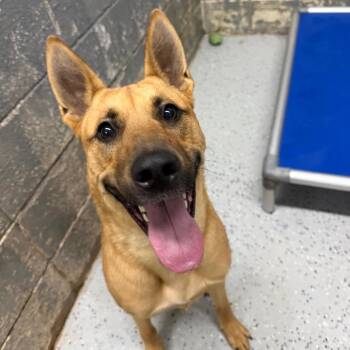 Shepherd and Mixed Breed Dogs Available for Adoption in Huntsville, Alabama - Mars (Rugrat) | PetCurious
