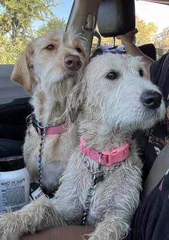 Labradoodle Dogs Available for Adoption in Broomfield, Colorado - Colesser / Rosie | PetCurious