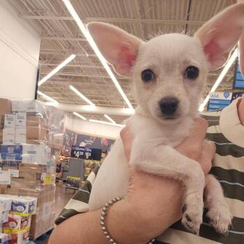 Chiquita -  Chihuahua Dog for Adoption in Chandler, Arizona - Chiquita | PetCurious