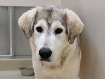 Rescue Great Pyrenees Dogs for Adoption in Portland, Oregon - Flatbread | PetCurious