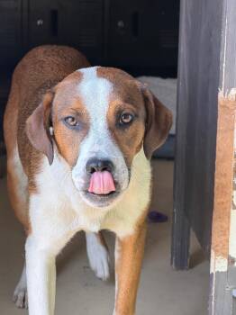 Chance -  Mixed Breed Dog for Adoption in Tullahoma, Tennessee - Chance | PetCurious
