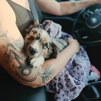 Jelly -  Australian Shepherd Dog for Adoption in Tomah, Wisconsin - Jelly | PetCurious