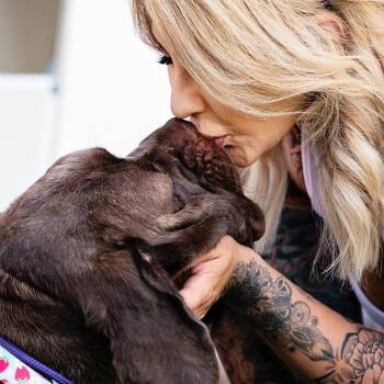 Dogue De Bordeaux and Neapolitan Mastiff Dogs Available for Adoption - Alabama Shakes (BAMA) - Is Good With Dogs And Cats | PetCurious