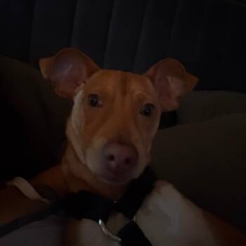 Peanut -  Chihuahua Dog for Adoption in West Palm Beach, Florida - Peanut | PetCurious