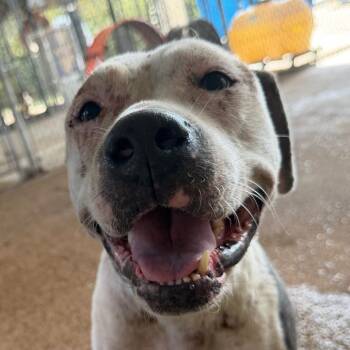 Sasha -  Mixed Breed Dog for Adoption in Lake Jackson, Texas - Sasha | PetCurious