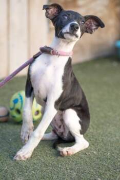 Border Collie and Greyhound Dogs Available for Adoption in Ramona, California - Manta | PetCurious